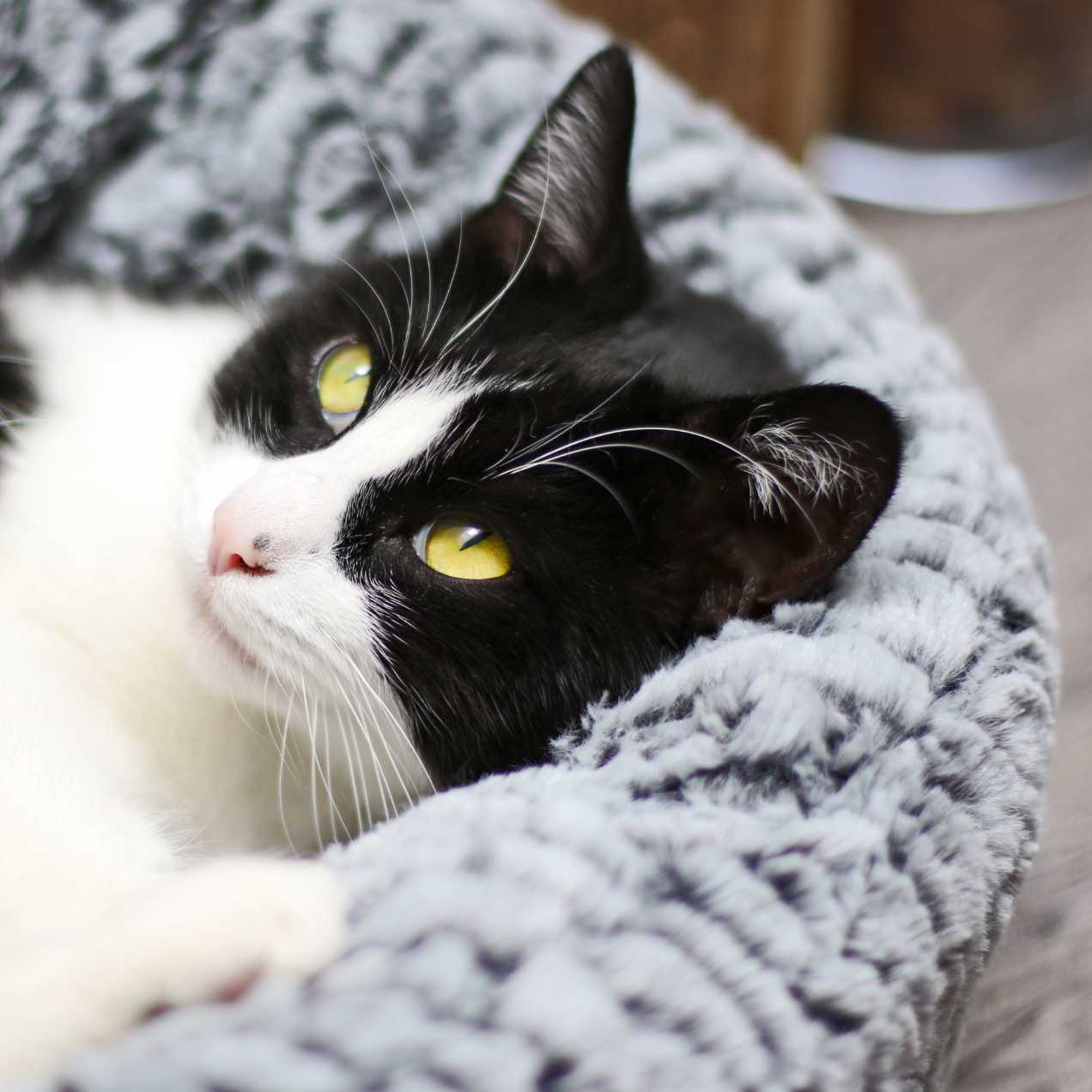 Corbeille  chat