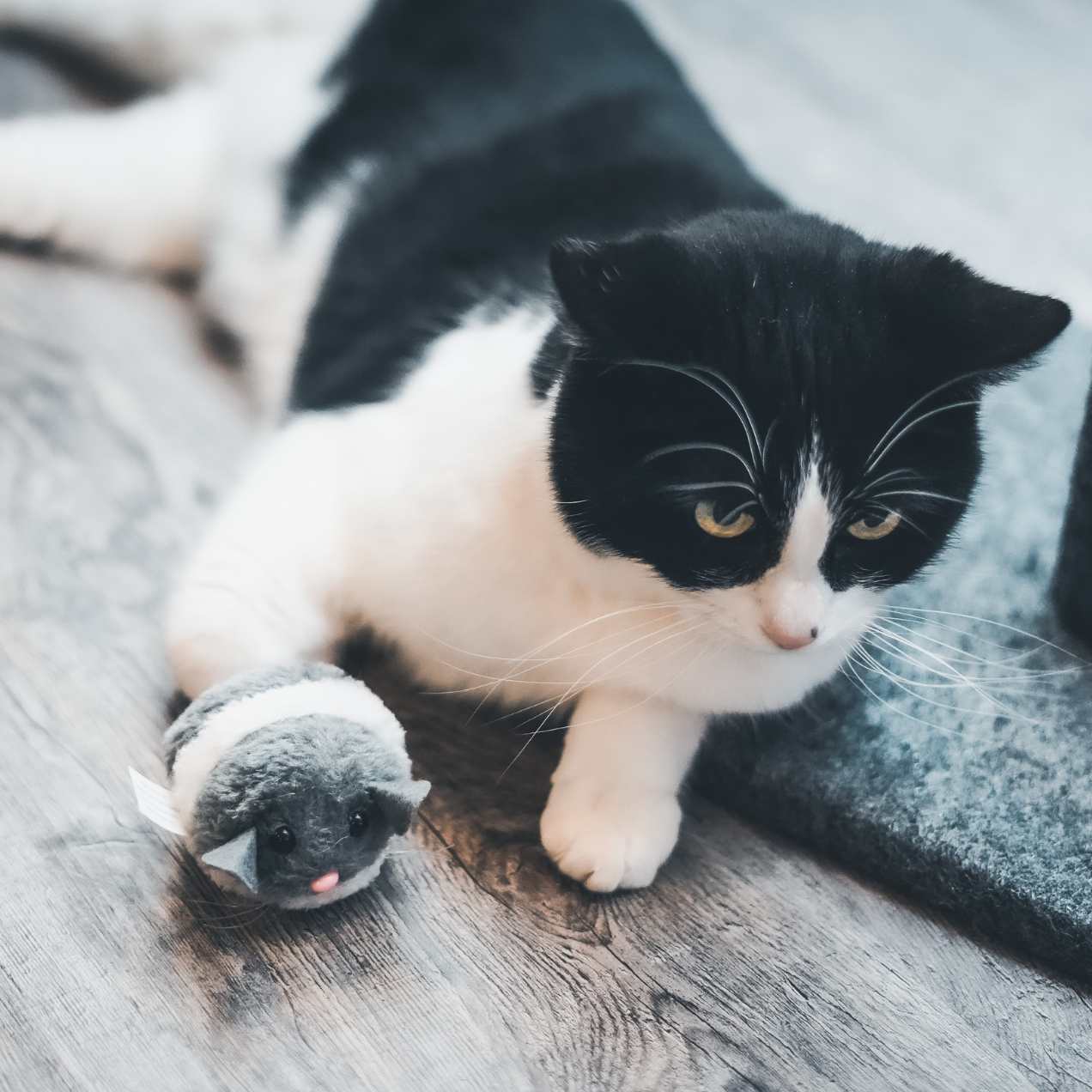 chat joue souris vibreur