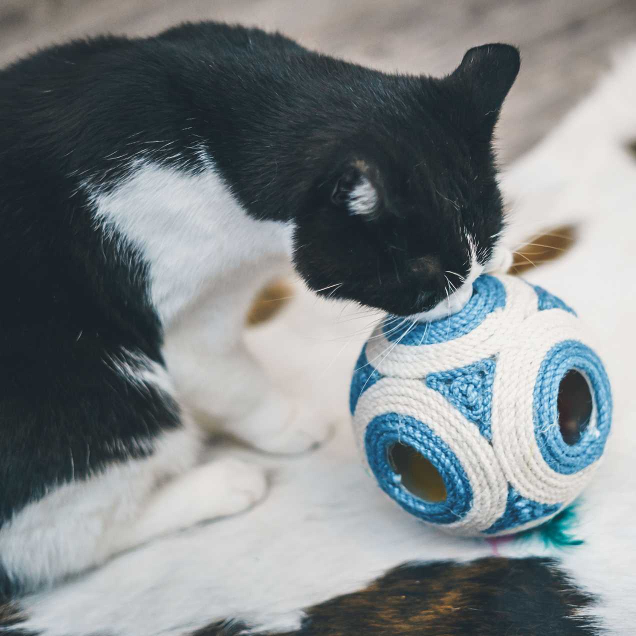 chat balle griffoir