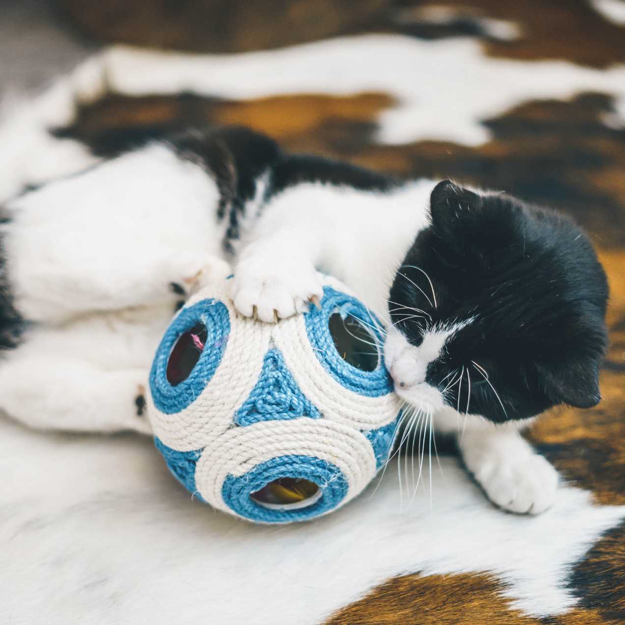 chat joue balle griffoir