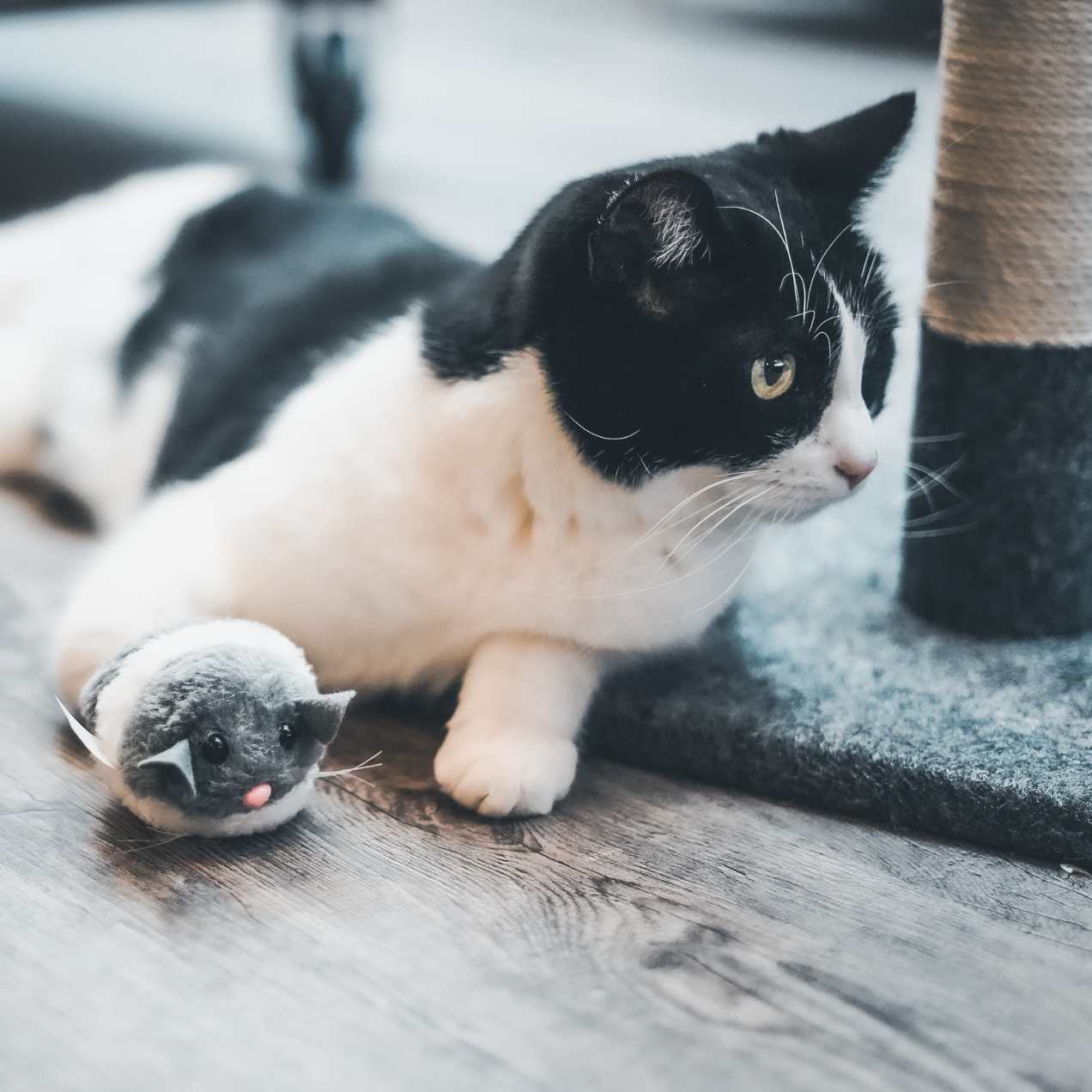 chat joue souris