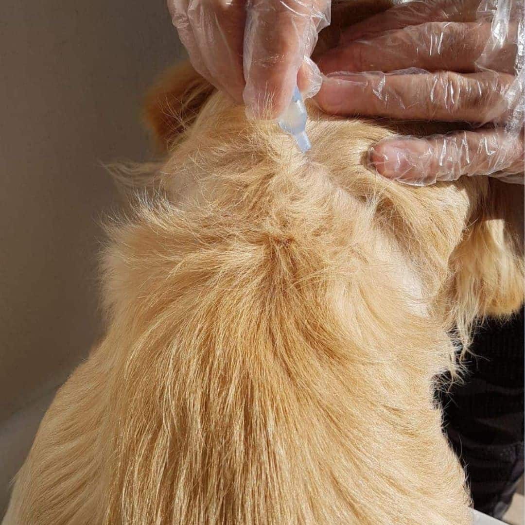 application pipette antiparasitaire sur chien