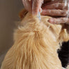 application pipette antiparasitaire sur chien