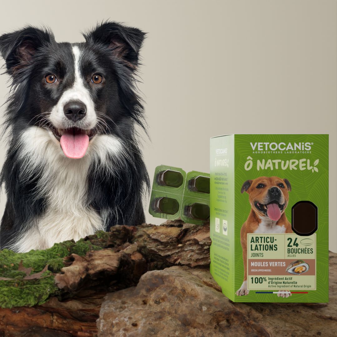 bouchées cure chien articulations Vetocanis
