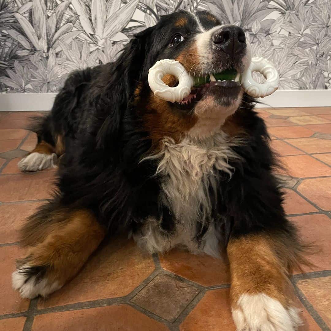 os dentaire hygiène buccale chien Vetocanis