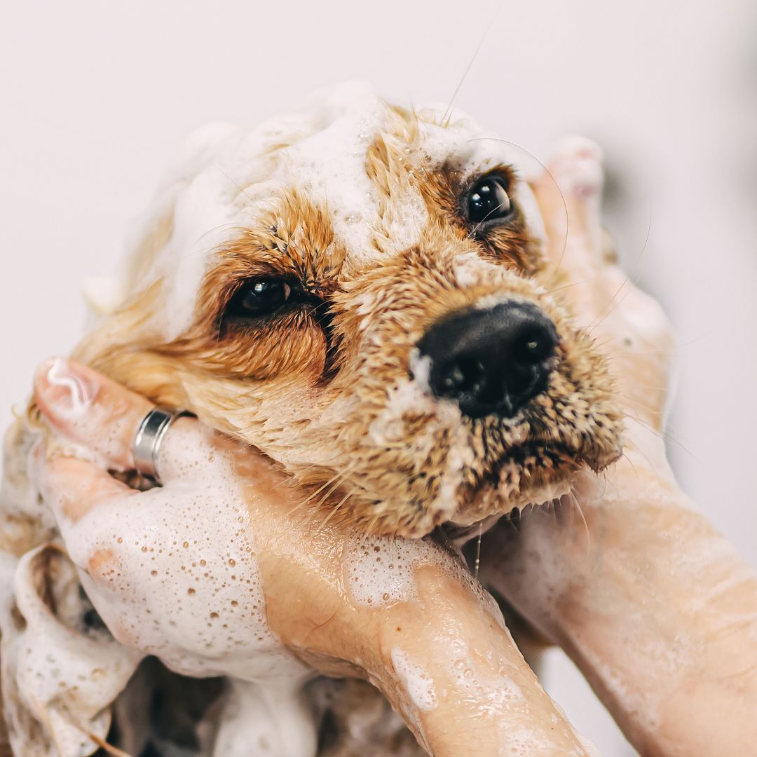 Shampoing Puces & Tiques pour Chiens et Chats