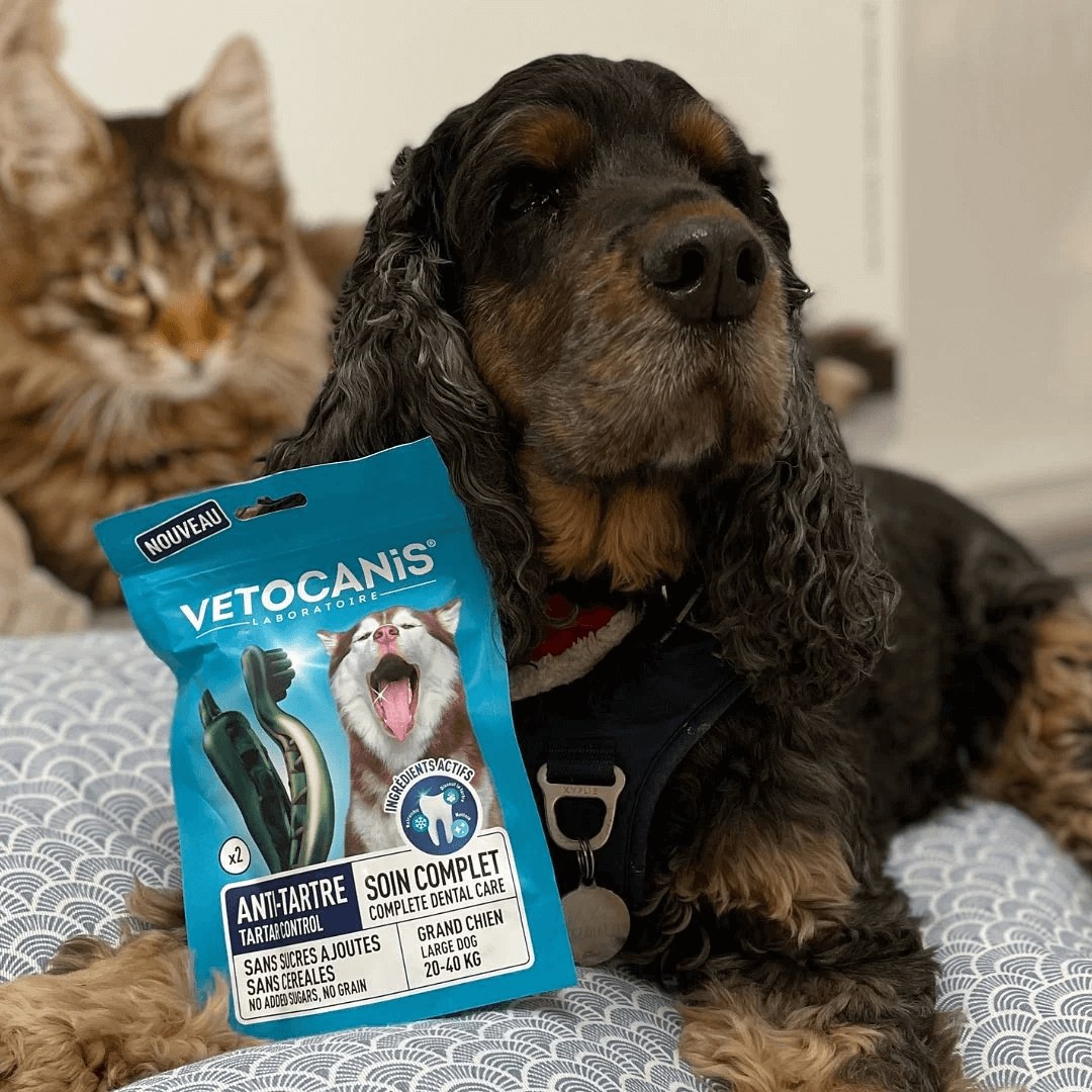 Friandises anti tartre avec chien