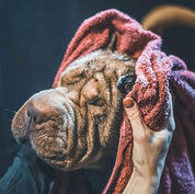 utilisez un shampoing vetocanis spécialement conçu pour les chiens