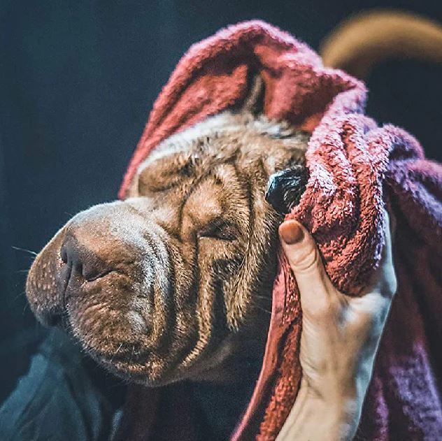 utilisez un shampoing vetocanis spécialement conçu pour les chiens