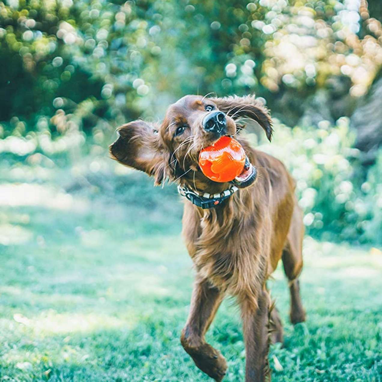 chien qui joue