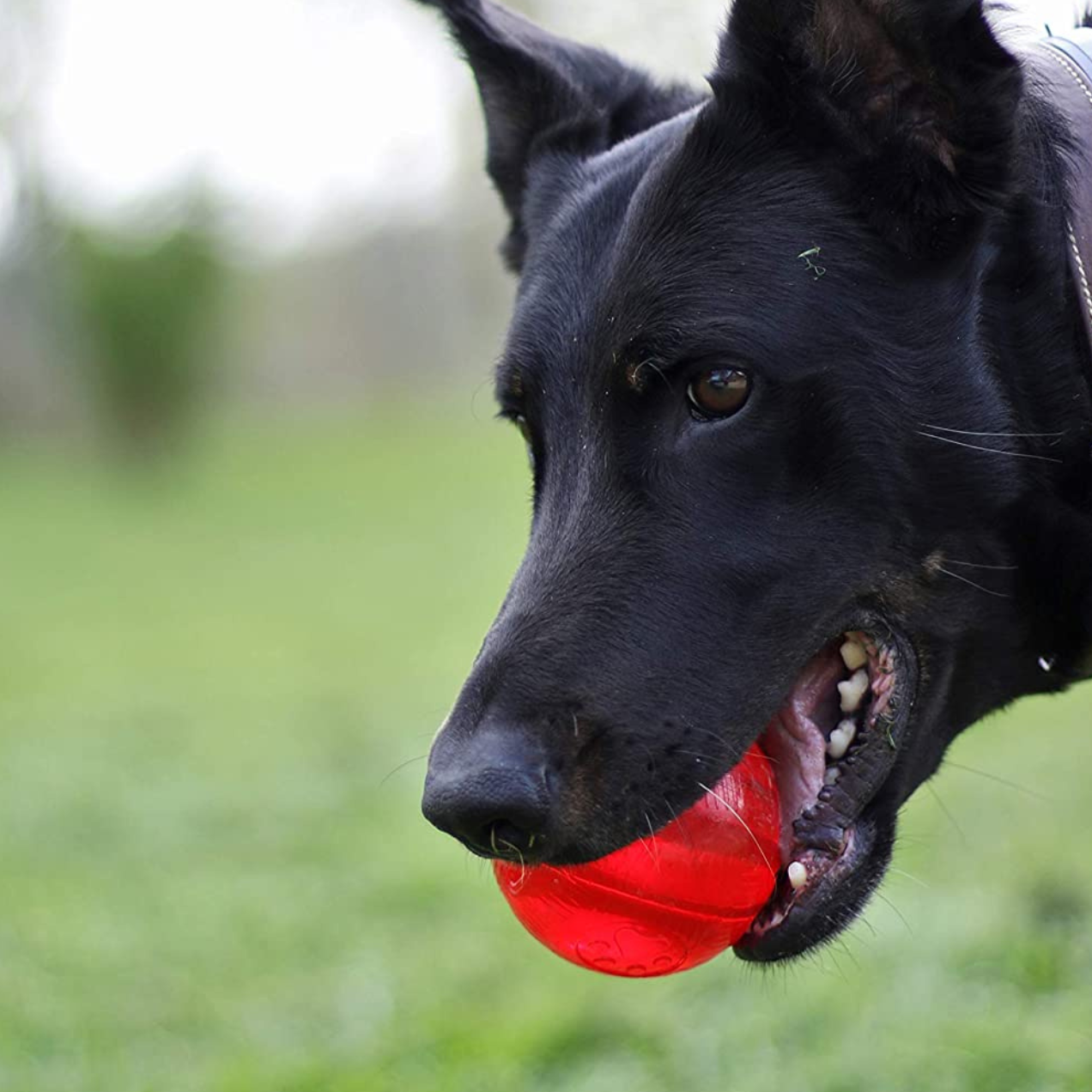 chien qui joue à la balle