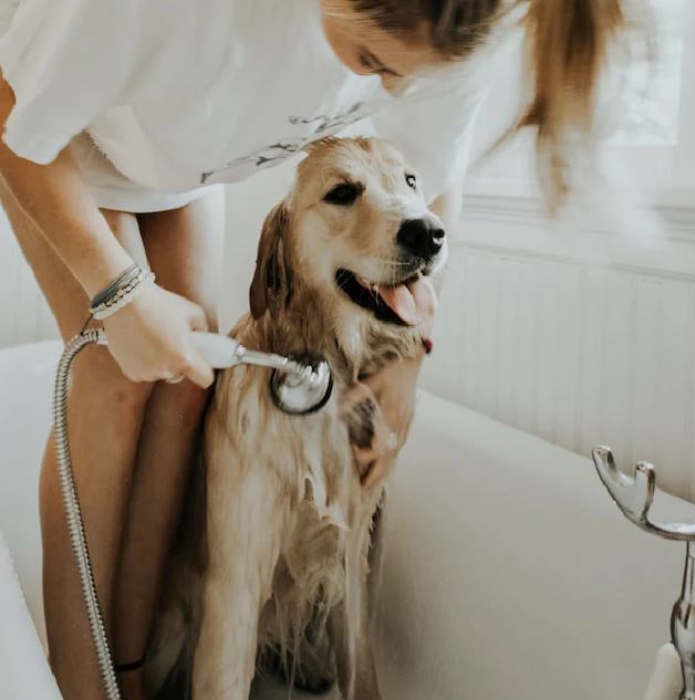 shampoing chien preventis vetocanis