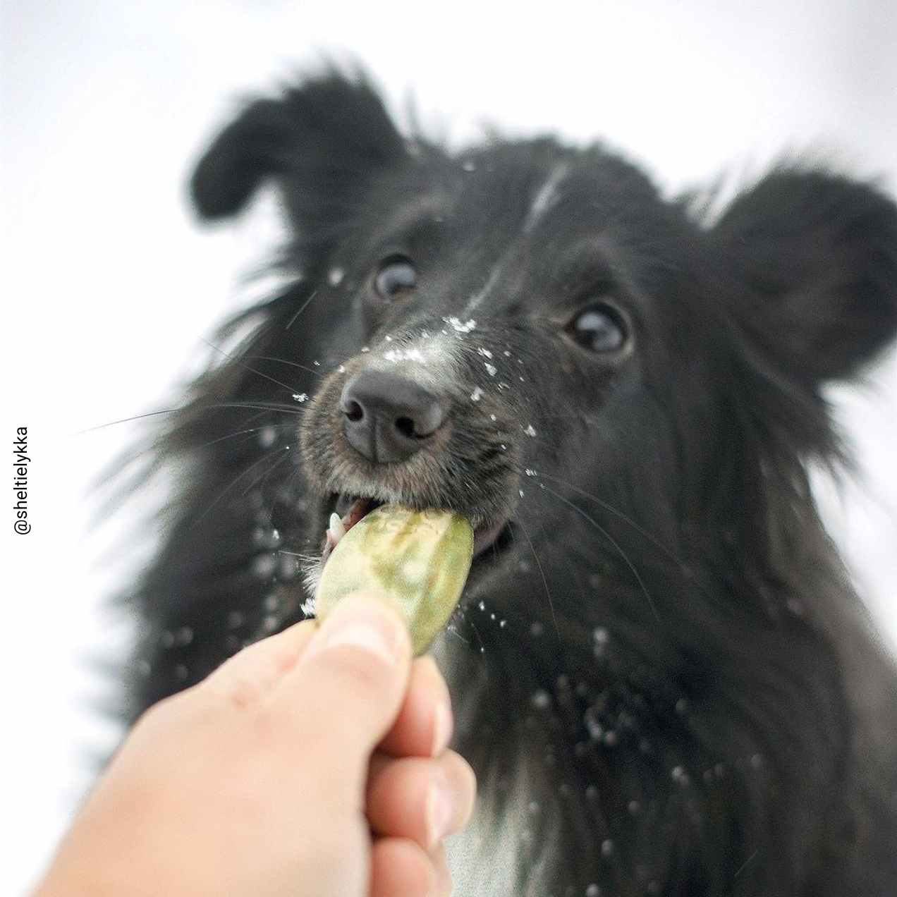 Friandises anti-tartre sans sucres sans céréales pour chien vétocanis Instagram
