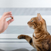 Friandises pour chat