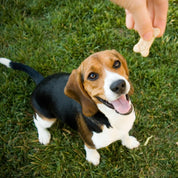 chien et friandises aimé