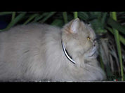 collier chat Vetocanis de nuit