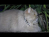 collier chat Vetocanis de nuit