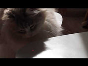 Pointeur laser pour Chat