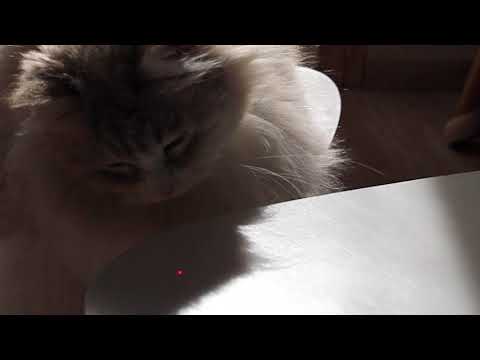Pointeur laser pour Chat