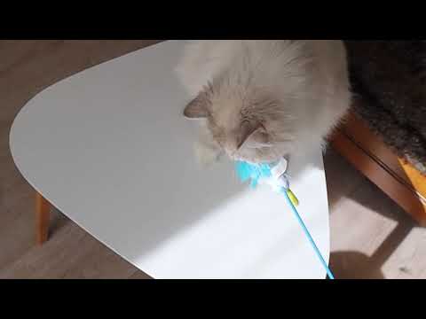 jouet canne à pèche chat