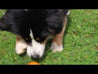 Balle en caoutchouc naturel pour Chien