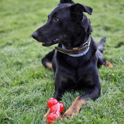 chien qui joue avec os aimé
