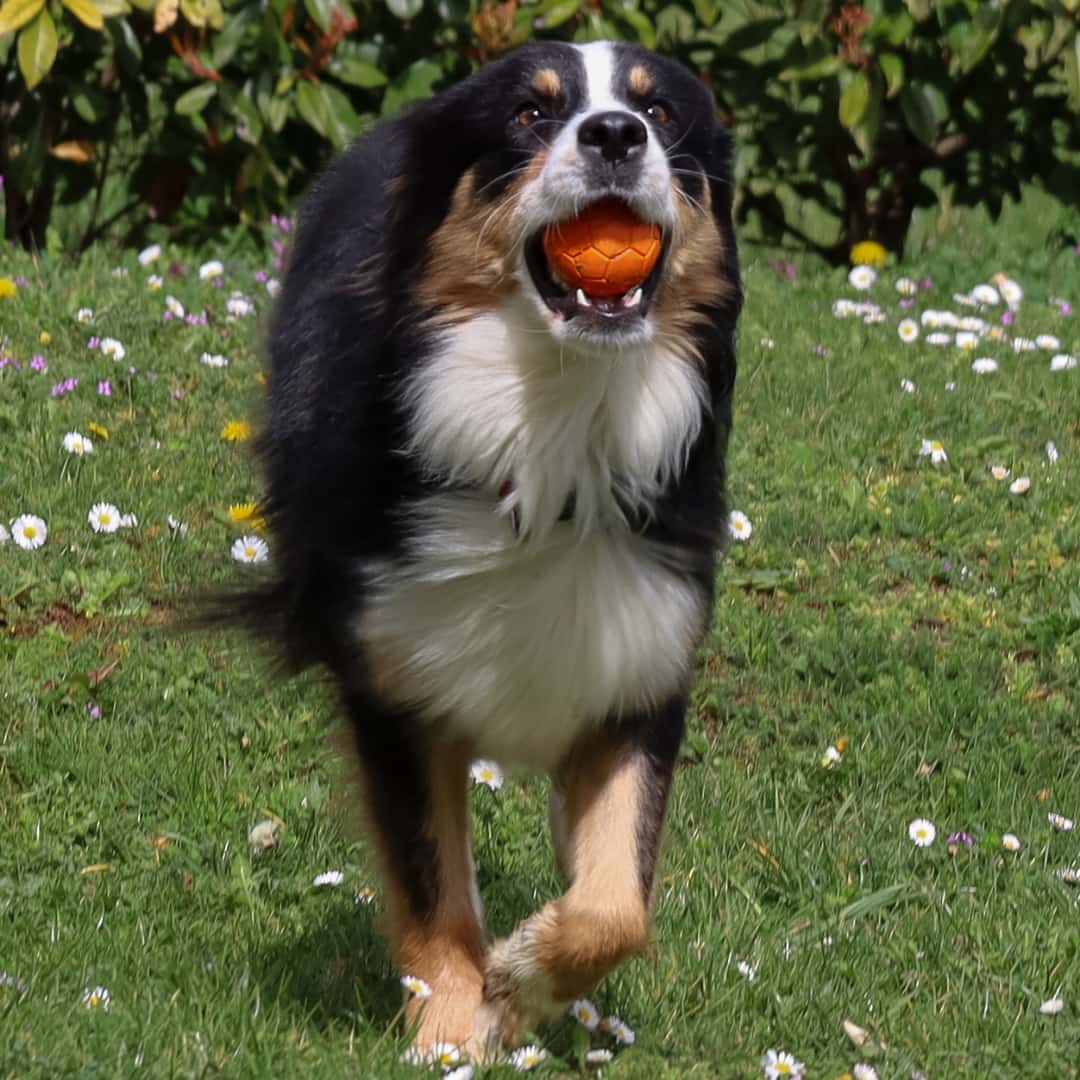 balle en caoutchouc pour chien Aimé