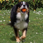 balle en caoutchouc pour chien Aimé