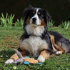 jouet peluche pour chien Aimé