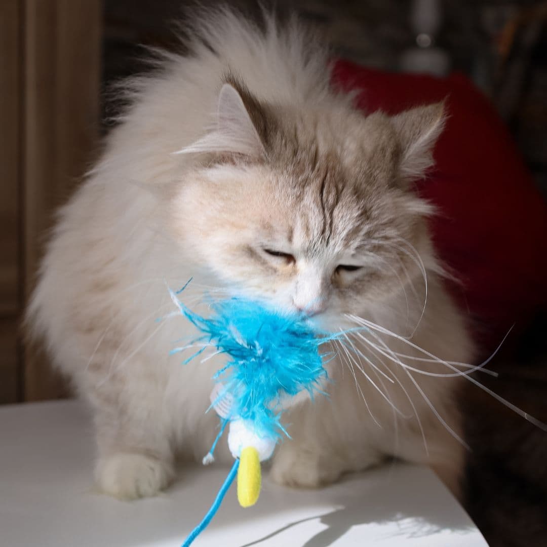 jouet canne à pêche pour chat Aimé