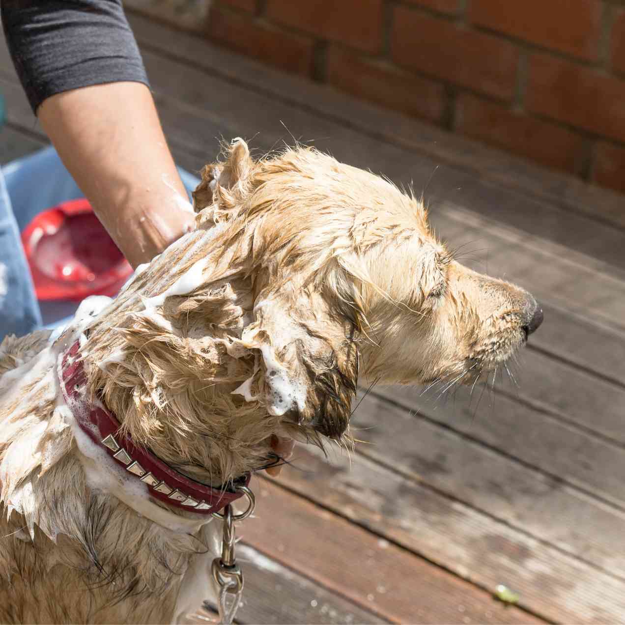 Shampoing pour Chien à Poils Longs